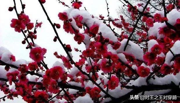 数九对什么，隆冬对什么。（梅花隆冬斗雪。下联：）