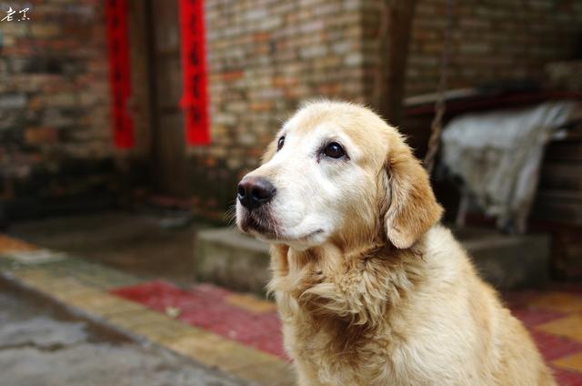 金毛犬一般几个月才会咬主人，“金毛”一生中有5个阶段