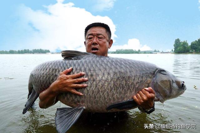 中国最大的草鱼王图片