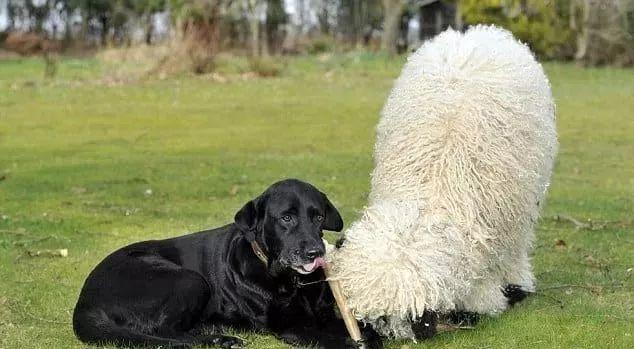 超可爱小羊羊，小羊太可爱了（却偏偏以为自己是条狗图片）