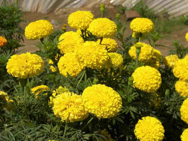除虫菊真的驱蚊吗（十种常见的驱蚊植物介绍）