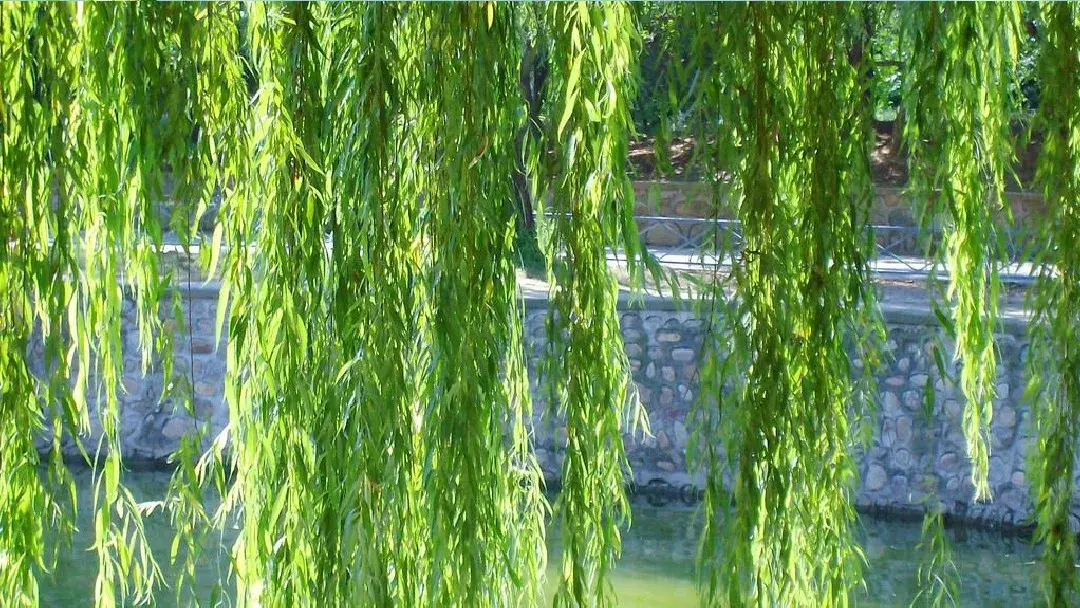 什么的头发填空词语，什么似的头发填词语（部编版二年级下册语文第7课《一匹出色的马》知识点+图文讲解）