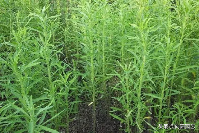小飞蓬的功效与作用，小飞蓬的功效与作用是什么（农民伯伯叫它“小飞蓬”）