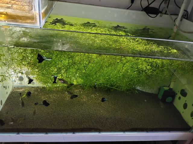 孔雀鱼烂尾原因与治疗，孔雀鱼烂尾怎么办（还是使用最简单的过滤）