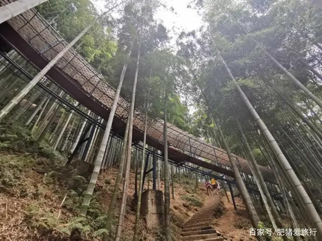 中国有几个竹海哪个更出名，中国哪个竹海最美（如今是不是还值得一去呢）