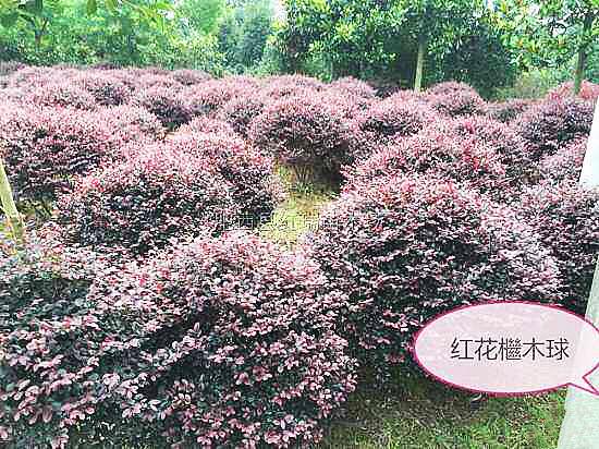 红花继木，红花檵木～娇颜耀芳丛（红花继木）