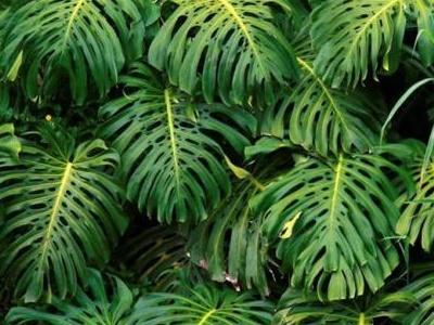 龟背竹怎么养护，龟背竹的养护和注意事项（如何让龟背竹长的得高）