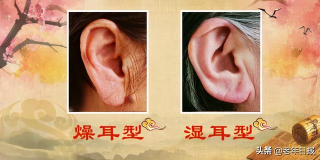 耳皮读什么意思是什么，耳朵皮读什么（降压、健脑、补肾精……别错过）