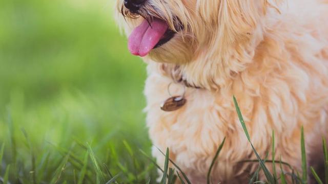 小狗吃自己的便便怎么办，小狗吃自己大便怎么办（关于狗狗吃便便的原因）