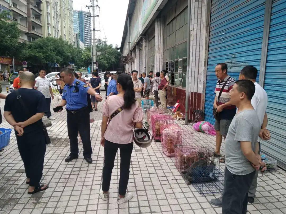 宠物市场在哪(成都哪里有卖狗市场)