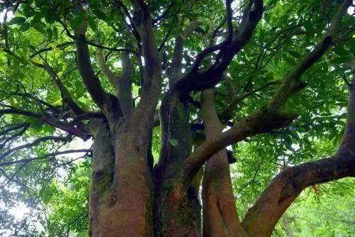 贵州十大名茶，贵州有哪些名茶（贵州这些名茶，你喝过几种）