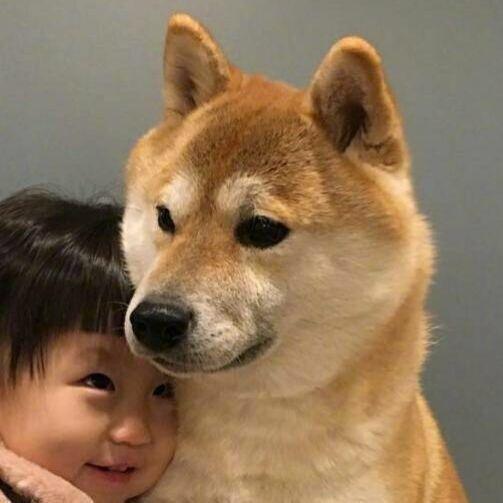 柴犬情头，微信头像，柴犬情头（我还是没找到一起用狗狗情侣头像的人...）