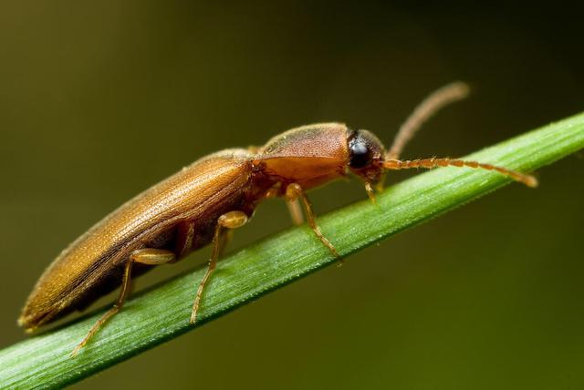 叩头虫（叩头虫图片，叩头虫为什么会叩头（中药材叩头虫）
