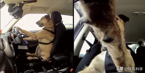 我的世界狗怎么驯服，网友教自家狗子玩《我的世界》