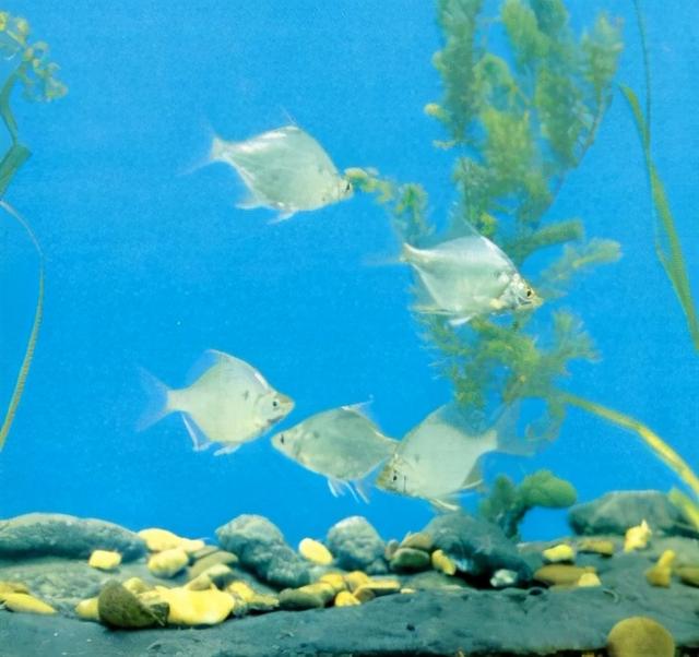 淡水观赏鱼种类，淡水观赏鱼的种类大全！（中国淡水观赏鱼图集<一>）