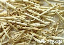 白牛胆的功效与作用，白牛胆的功效与作用禁忌（中药图片大全与功效）