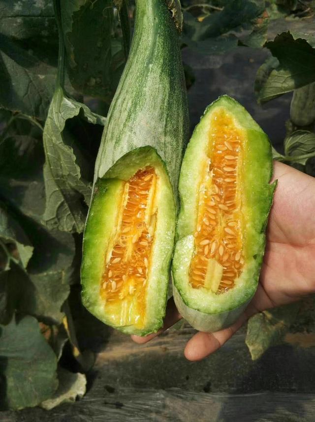 怎样种好杨角密，杨角密瓜的种植方法（新手种植羊角蜜）