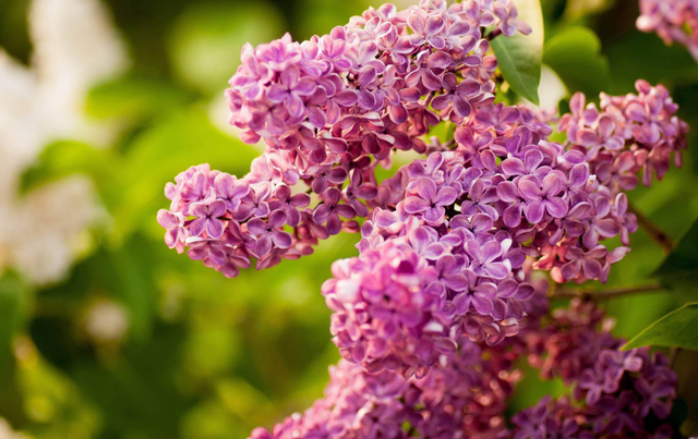 丁香花的寓意和象征，白丁香象征的寓意（古诗词里的丁香花）