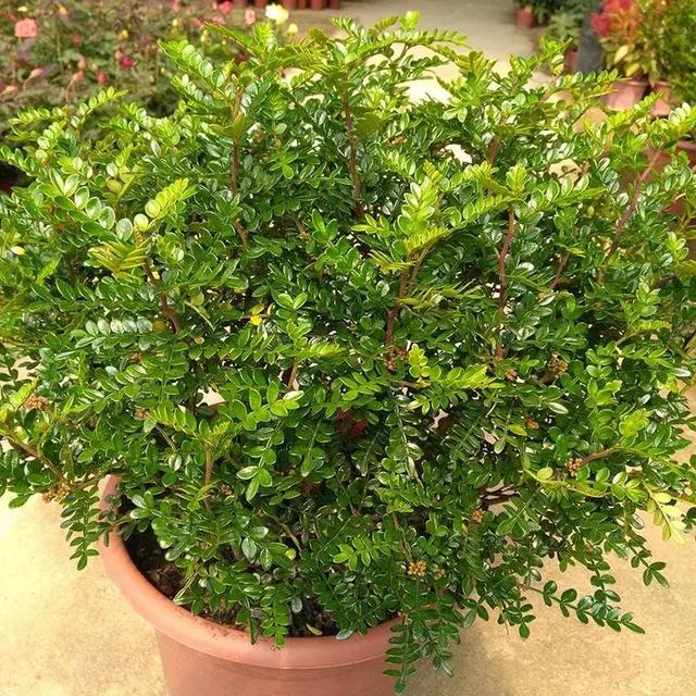 除虫菊真的驱蚊吗（十种常见的驱蚊植物介绍）