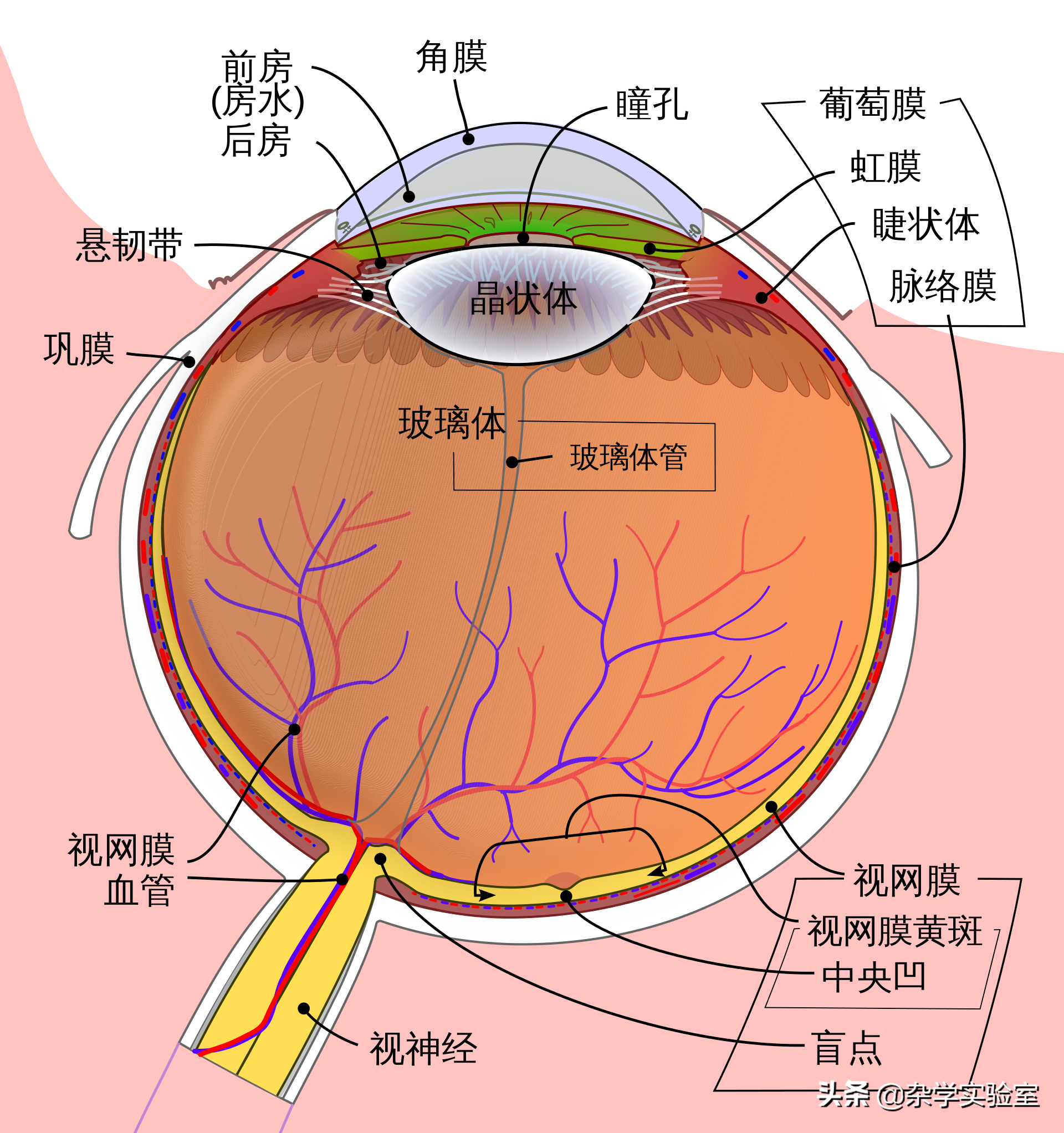 写实眼球 眼睛 医学眼睛 眼球整体 高清贴图Eyeball眼球剖面 眼解剖 眼球 医疗解剖眼睛-cg模型免费下载-CG99