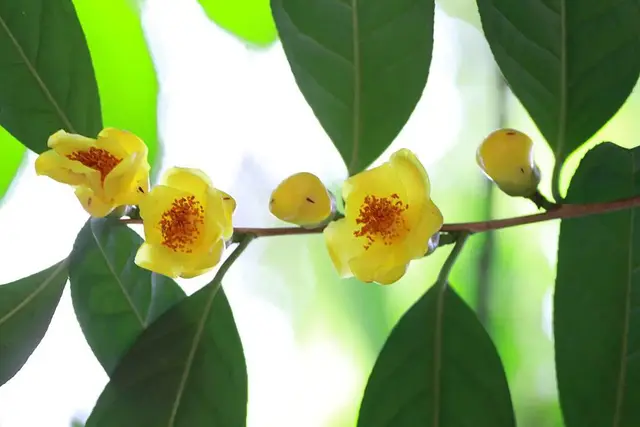 国宝野生金花茶的喝法，中国珍稀植物里的颜值担当