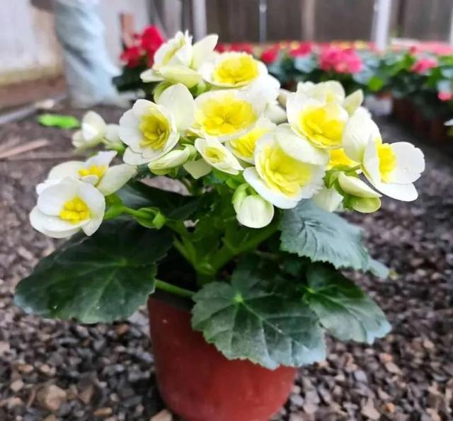 如何养好比利时杜鹃，如何养好比利时杜鹃品种（经验少的朋友别入“坑”）