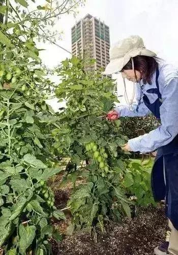 蔬菜种植技术大全，蔬菜种植技术技巧（11个种菜小技巧丨简单）