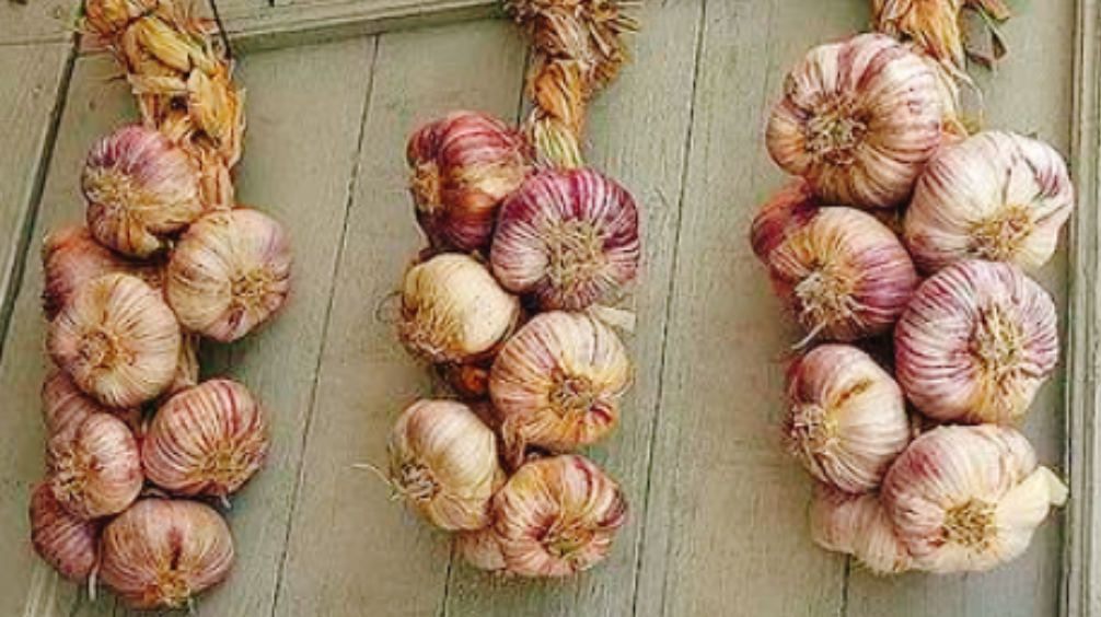 圖片[2]-大蒜的5個保存方法 不易壞 也不長芽-起舞食譜網