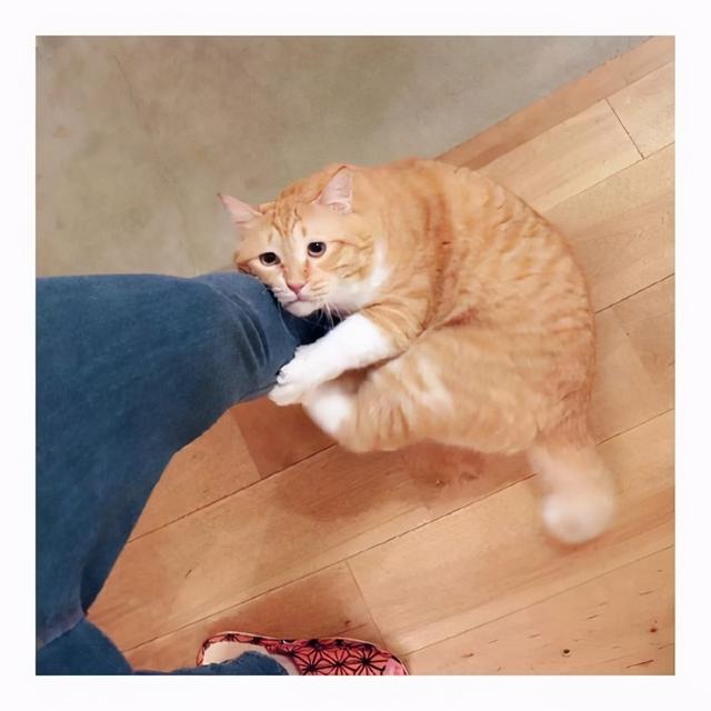 猫咪用头蹭我是什么意思啊，猫咪蹭来蹭去是什么意思（猫咪为何总是爱用头“蹭人”）