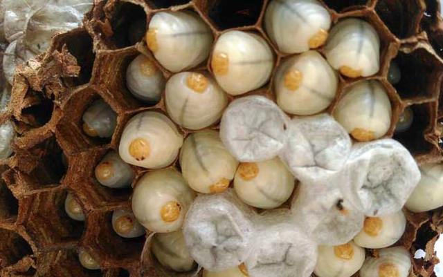 蜂蛹的功效与作用，蜂蛹的作用与功效是什么（蜂蛹的功效与作用及食用方法最新蜂蛹价格多少钱一斤）