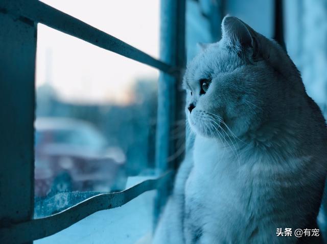 飞机托运猫咪流程，需要办理什么手续
