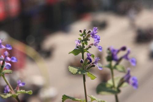 盆栽薄荷怎么养，薄荷盆栽怎么养（薄荷养护大全在这里）