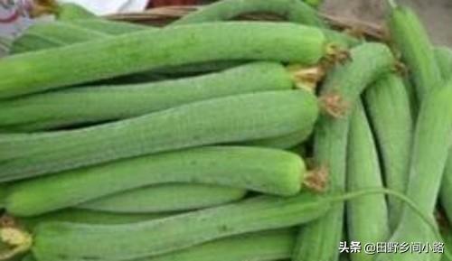 丝瓜种植的注意事项有哪些，丝瓜的养殖方法和注意事项（丝瓜露地栽培管理技术要点）