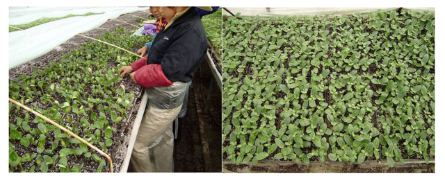 西瓜嫁接育苗的工厂化管理方法有哪些，西瓜苗如何培育（西瓜高产管理技术之四）