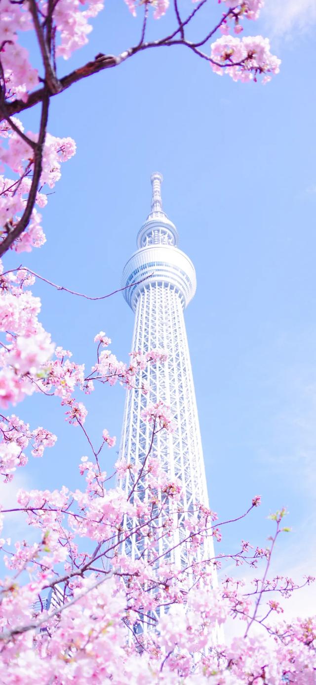 高清壁纸可QQ背景可手机背景，qq壁纸纯色背景（高清手机壁纸背景，快收藏图片）