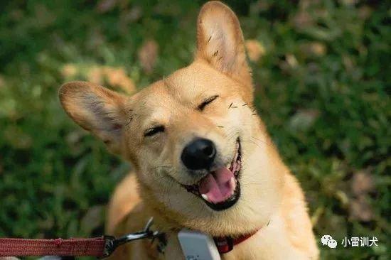 狗狗多久驱虫一次合适，狗狗体内驱虫多久一次（狗狗过多久驱一次虫）