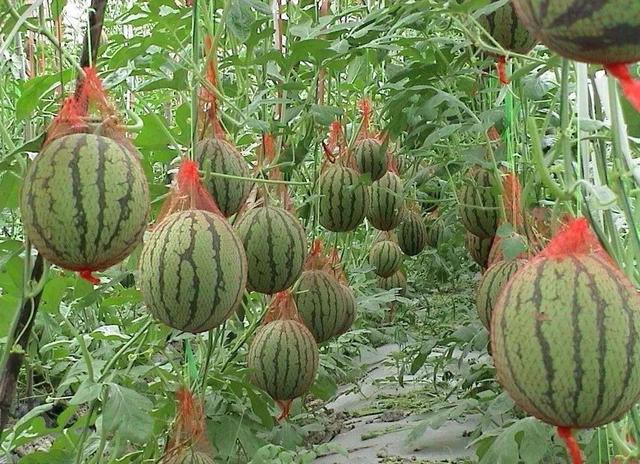 红玉西瓜,山东大汉种植小西瓜"吹弹可破"(红玉西瓜冰)