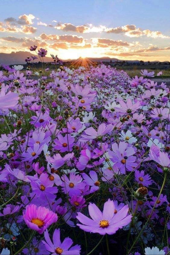 花景生多云讲什么，花景生（漫山遍野的鲜花，满眼春光）