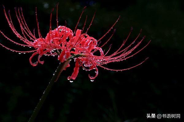 彼岸花的寓意，彼岸花的真正花语是什么