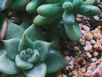 多肉植物怎么繁殖，多肉繁殖的方法（扦插/分株/播种/嫁接）