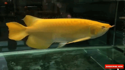 蓝龙鱼的生存环境-蓝龙鱼的简介，蓝龙鱼是热带鱼吗（看看黑龙和蓝龙！真的假的）