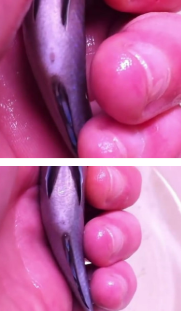 慈鲷，最适合新手的观赏鱼之一（慈鲷鱼能和哪些鱼混养）