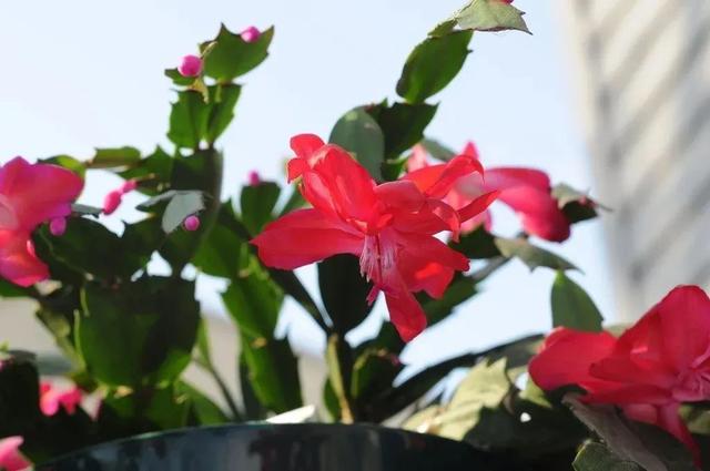 室内观叶植物，室内观赏植物（一年四季可以养在室内的开花植物和观叶植物）