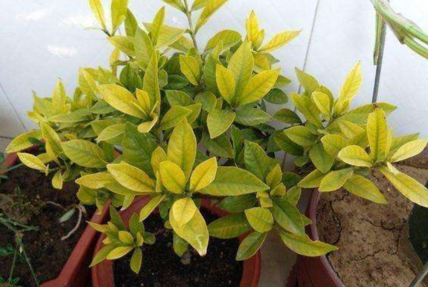 怎么养花才能更旺盛，盆栽怎么养才能更旺盛（植物生长才旺盛）