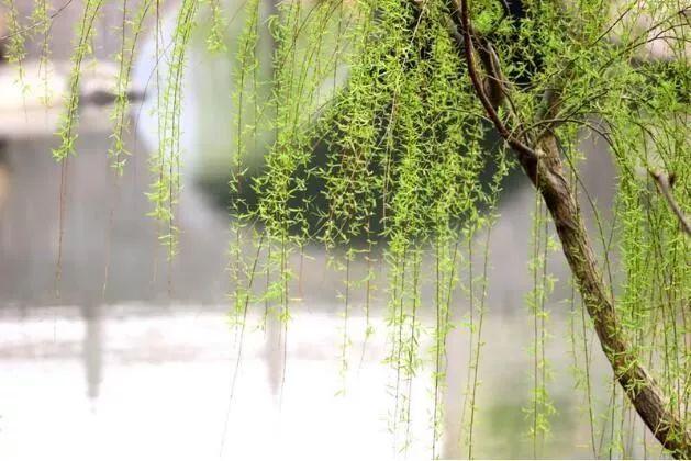 杨柳依依的诗句，杨柳的诗句（感受春风拂面的柔情）