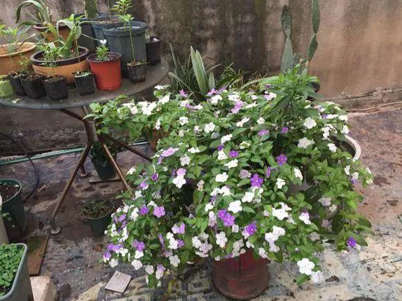 茉莉花是什么颜色，茉莉花花蕊是什么颜色（能开两种颜色的花）