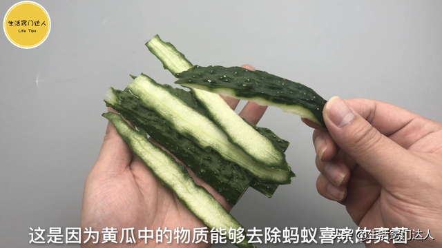 怎么消灭蚂蚁，驱赶蚂蚁别用灭虫剂