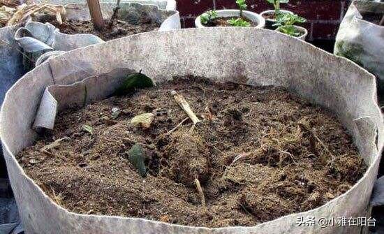 生姜的种植方法，生姜种植的方法和步骤（3个月长成漂亮“富贵竹”）