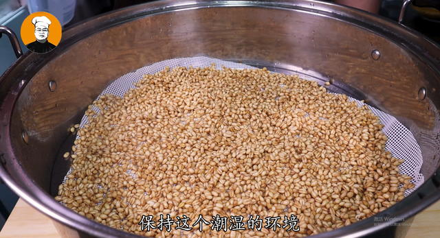 什么是麦芽糖，正宗麦芽糖多少钱一斤（教你自制纯手工麦芽糖）