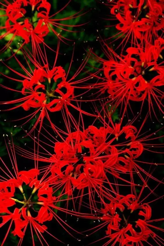 彼岸花，微信头像，彼岸花（48张彼岸花图，真是美极了）